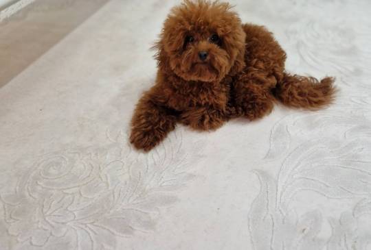 Neodoljivi stenci Toy pudle image 5