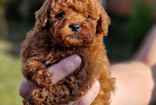 Neodoljivi stenci Toy pudle image 6