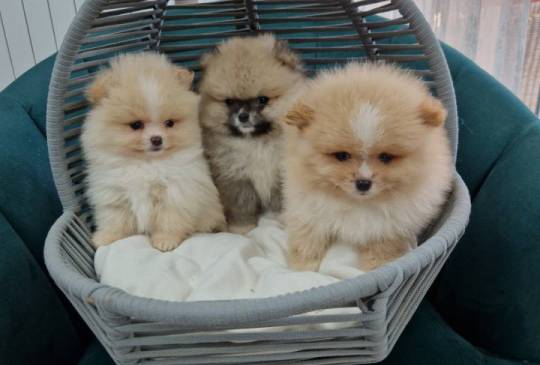 Pomeranci preslatki, malene bebice image 1