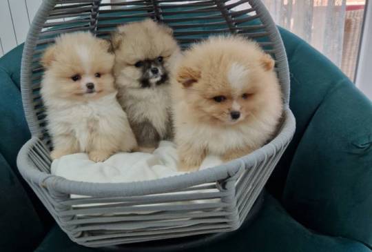 Pomeranci preslatki, malene bebice image 2