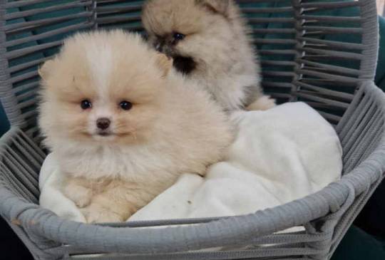 Pomeranci preslatki, malene bebice image 3