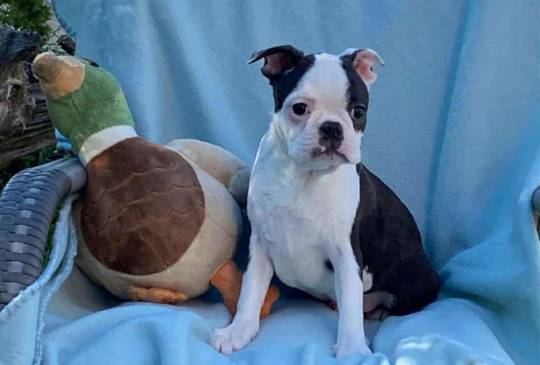 Štenadski škotski terijer