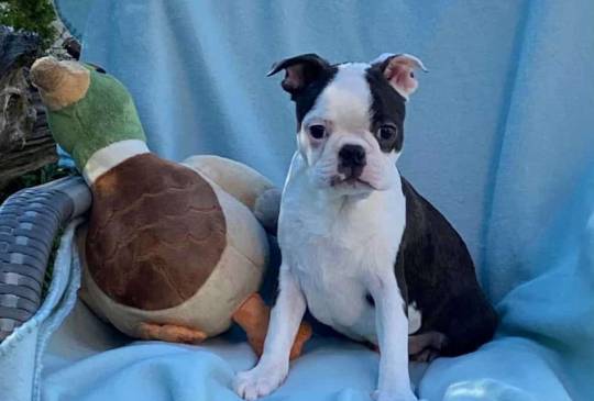 Dostupno musko stene Boston terijera  image 2