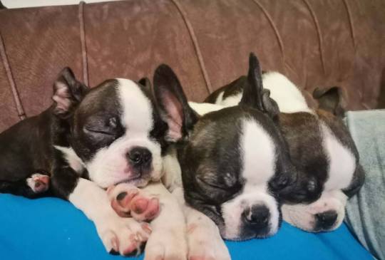 bostoni Terijerovi štenci