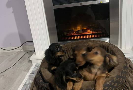 Dugodlaki patuljasti jazavičari štenci image 5