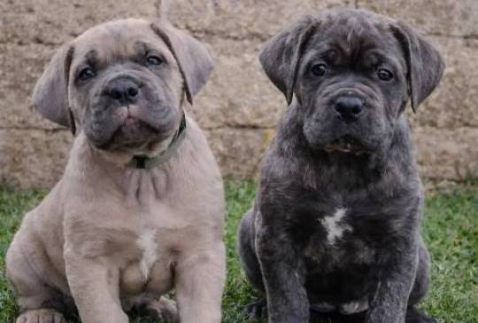 Cane Corso štenci image 1