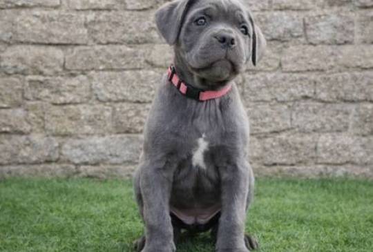 Cane Corso štenci image 2