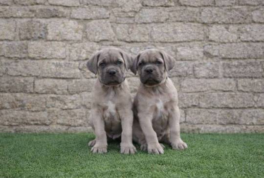 Cane Corso štenci image 3
