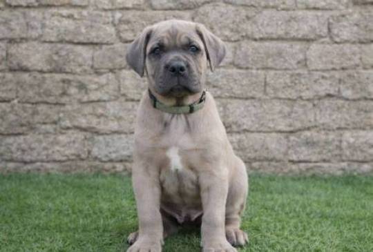 Cane Corso štenci image 4
