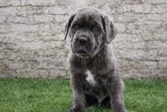 Cane Corso štenci image 6