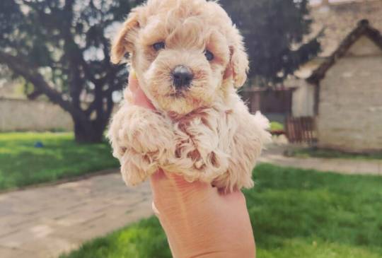 Maltipoo štenci image 6