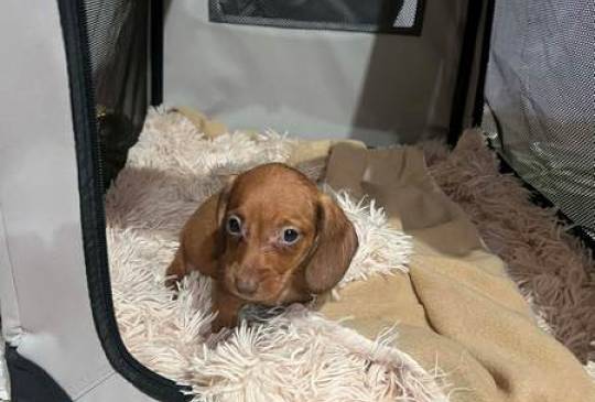 Mini kratkodlaki jazavičari, štenci image 4