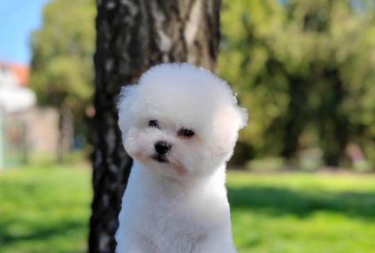 Kovrdžavi Bišon prelepi štenci image 3