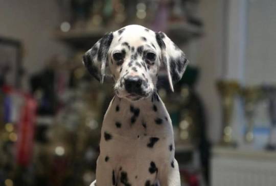 Dalmatinski pas, vrhunski štenci image 1