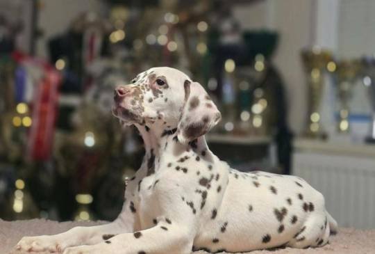 Dalmatinski pas, vrhunski štenci image 2