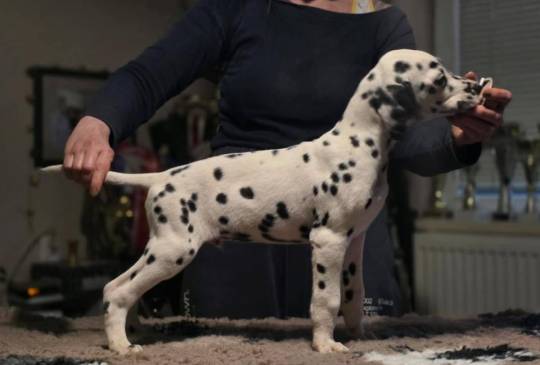 Dalmatinski pas, vrhunski štenci image 3