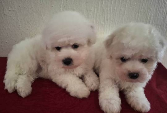 Kovrdžavi Bišon prelepi štenci image 4