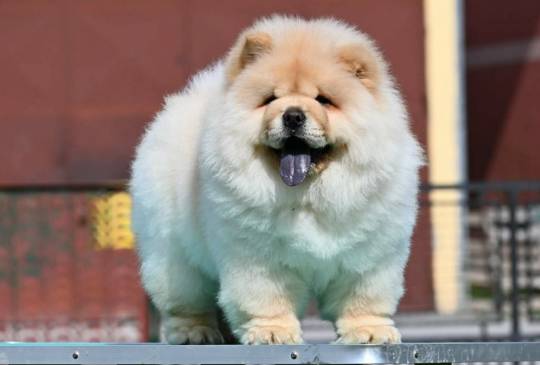 Chow Chow Cau Cau Čau Čau image 4