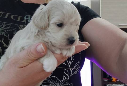 Maltipoo prelepi štenci image 5