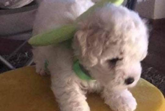 Kovrdžavi bišon štenci image 5