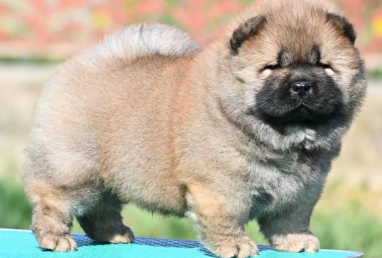 Chow Chow Cau Cau Čau Čau image 5