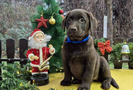 Labrador retriver čokoladni štenci image 5