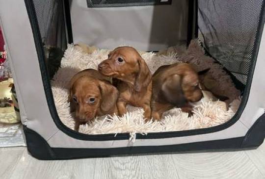 Mini kratkodlaki jazavičari, štenci image 5