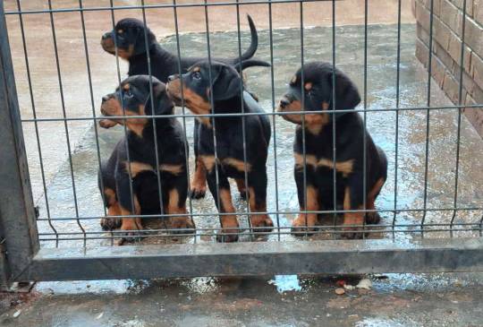 Prelepa štenad Rotvajlera, 2 meseca star image 3