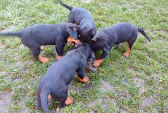 Prelepa štenad Rotvajlera, 2 meseca star image 6