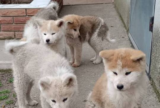Japanska Akita štenci image 1