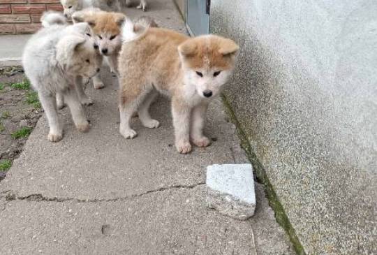 Japanska Akita štenci image 2