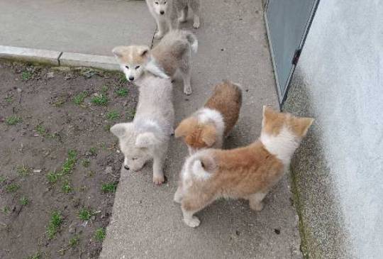 Japanska Akita štenci image 3