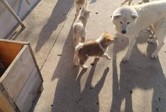 Japanska Akita štenci image 4