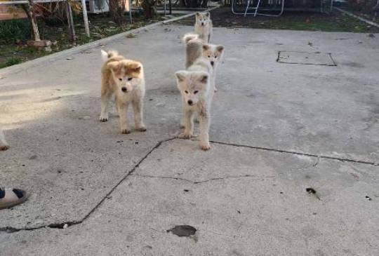 Japanska Akita štenci image 5
