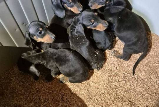 Jazavičar štenci image 1