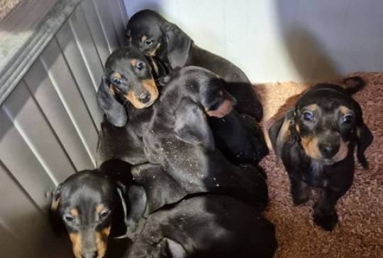 Jazavičar štenci image 2