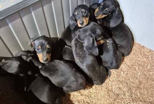 Jazavičar štenci image 3