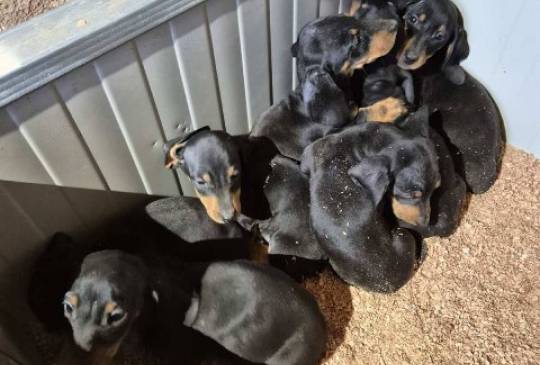 Jazavičar štenci image 4