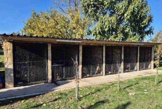 Jazavičar štenci image 5