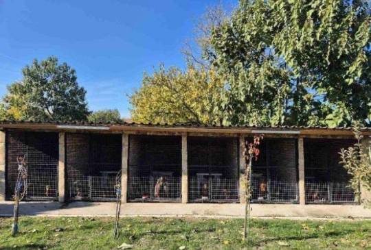 Jazavičar štenci image 6