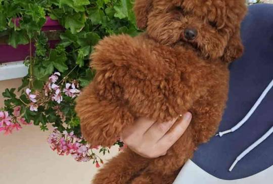 Najmanje pudle, od najlepsih roditelja image 1