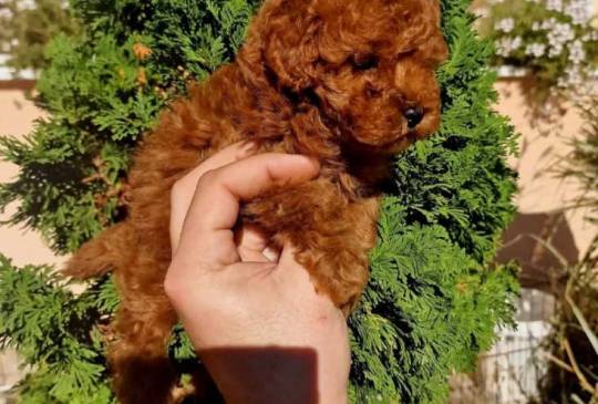 Najmanje pudle, od najlepsih roditelja image 3