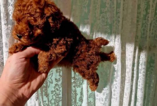 Najmanje pudle, od najlepsih roditelja image 4