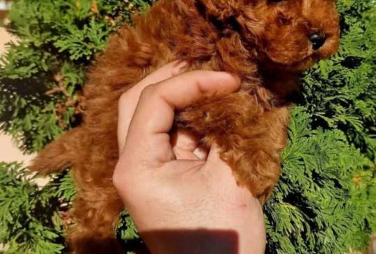 Najmanje pudle, od najlepsih roditelja image 5