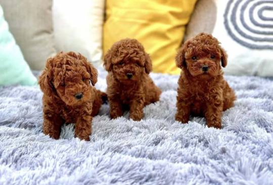 Najmanje pudle, od najlepsih roditelja image 1