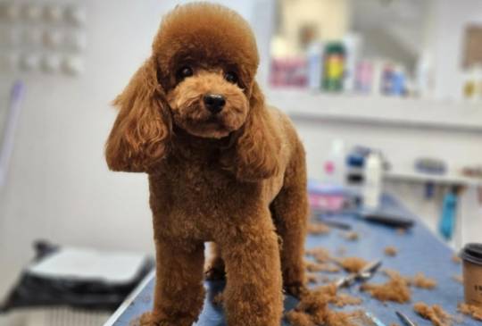 Najmanje pudle, od najlepsih roditelja image 3