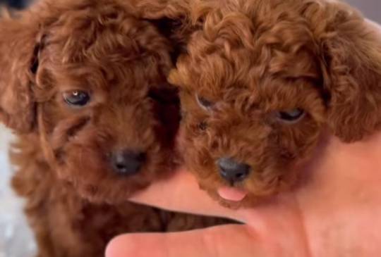 Najmanje pudle, od najlepsih roditelja image 2