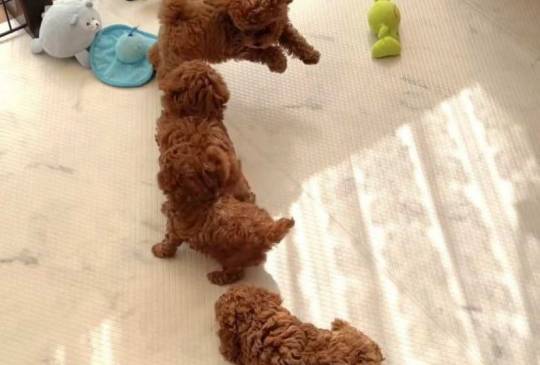 Najmanje pudle, od najlepsih roditelja image 4