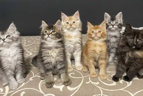 Maine Coon / Mejn Kun macici image 2