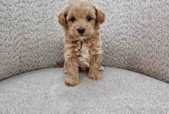 Neodoljivi Maltipoo štenci, image 3